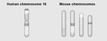 Use the following figure to answer the next few questions. Figure 21.2 Figure 21.2 shows a diagram of blocks of genes on human chromosome 16 and the locations of blocks of similar genes on four chromosomes of the mouse. -Which of the following represents another example of the same phenomenon as that shown in Figure 21.2?