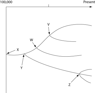 <strong>The following questions refer to the evolutionary tree in Figure 22.2. The horizontal axis of the cladogram depicted below is a timeline that extends from 100,000 years ago to the present; the vertical axis represents nothing in particular. The labeled branch points on the tree (V-Z) represent various common ancestors. Let's say that only since 50,000 years ago has there been enough variation between the lineages depicted here to separate them into distinct species, and only the tips of the lineages on this tree represent distinct species. Figure 22.2 According to this tree, what percent of the species seem to be extant (in other words, not extinct)?</strong> A) 25% B) 33% C) 50% D) 66% E) 75%