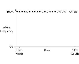 <strong>In a hypothetical situation, the National Park Service, which administers Grand Canyon National Park in Arizona, builds a footbridge over the Colorado River at the bottom of the canyon. The footbridge permits interspersal of two closely related antelope squirrels. Previously, one type of squirrel had been restricted to the terrain south of the river, and the other type had been restricted to terrain on the north side of the river. Immediately before and ten years after the bridge's completion, researchers collected ten antelope squirrels from both sides of the river, took blood samples, and collected frequencies of alleles unique to the two types of antelope squirrels (see the following graphs).     The data in the previous graphs indicate that</strong> A) a hybrid zone was established after the completion of the bridge. B) no interspersal of the two types of squirrel occurred after the completion of the bridge. C) gene flow occurred from one type of squirrel into the gene pool of the other type of squirrel. D) two-way migration of squirrels occurred across the bridge, but without hybridization. E) some northern squirrels migrated south, but no southern squirrels migrated north across the bridge. <div style=padding-top: 35px> 