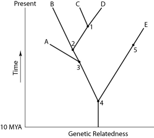 <strong>Use Figure 26.1 to answer the following questions. Figure 26.1 Which extinct species should be the best candidate to serve as the outgroup for the clade whose common ancestor occurs at position 2 in Figure 26.1?</strong> A) A B) B C) C D) D E) E