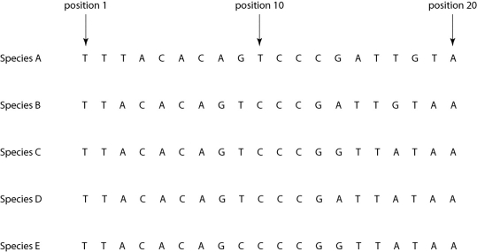 <strong> Figure 26.3. Morphologically, species A is very similar to four other species, B-E. Yet the nucleotide sequence deep within an intron in a gene shared by all five of these eukaryotic species is quite different in species A compared to that of the other four species when we study the nucleotides present at each position. If the sequence of species A in Figure 26.3 differs from that of the other four species due to simple misalignment, then what should the computer software find when it compares the sequence of species A to those of the other four species?</strong> A) The nucleotide at position 1 should be different in species A, but the same in species B-E. B) The nucleotide sequence of species A should have long sequences that are nearly identical to those of the other species, but offset in terms of position number. C) The sequences of species B-E, though different from that of species A, should be identical to each other, without exception. D) If the software compares the amino acid sequence of the actual protein product rather than the nucleotide sequence, then the amino acid sequences of species B-E should be similar to each other, but very different from that of species A. E) Computer software is useless in determining sequences of introns; it can only be used with exons.