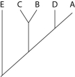 <strong>The next questions refer to the following table, which compares the % sequence homology of four different parts (two introns and two exons) of a gene that is found in five different eukaryotic species. Each part is numbered to indicate its distance from the promoter (e.g., Intron I is the one closest to the promoter). The data reported for species A were obtained by comparing DNA from one member of species A to another member of species A. % Sequence Homology Based on the tabular data, and assuming that time advances vertically, which cladogram (a type of phylogenetic tree)is the most likely depiction of the evolutionary relationships among these five species?</strong> A) B) C) D)