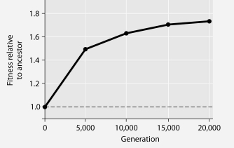 The following questions refer to Figure 27.1. In this eight-year experiment, 12 populations of E. coli, each begun from a single cell, were grown in low-glucose conditions for 20,000 generations. Each culture was introduced to fresh growth medium every 24 hours. Occasionally, samples were removed from the populations, and their fitness in low-glucose conditions was tested against that of members sampled from the ancestral (common ancestor) E. coli population.     Figure 27.1 -Which term best describes what has occurred among the experimental populations of cells over this eight-year period?