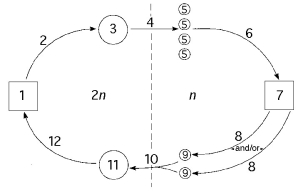 <strong>The following questions refer to the generalized life cycle for land plants shown in Figure 30.1. Each number within a circle or square represents a specific plant or plant part, and each number over an arrow represents either meiosis, mitosis, or fertilization. Figure 30.1 In Figure 30.1, which number represents the mature gametophyte?</strong> A) 1 B) 3 C) 5 D) 7 E) 11