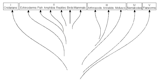   The previous figure shows a chart of the animal kingdom set up as a modified phylogenetic tree. Use the diagram to answer the following questions. -Which group contains diploblastic organisms?