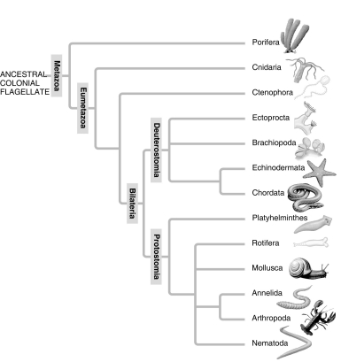    A: Morphological phylogeny.     B: Molecular phylogeny. -In the traditional phylogeny (A), the phylum Platyhelminthes is depicted as a sister taxon to the rest of the protostome phyla, and as having diverged earlier from the lineage that led to the rest of the protostomes. In the molecular phylogeny (B), Platyhelminthes is depicted as a lophotrochozoan phylum. What probably led to this change?