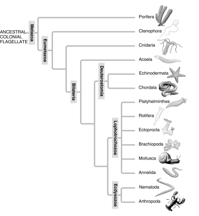    A: Morphological phylogeny.     B: Molecular phylogeny. -In the traditional phylogeny (A), the phylum Platyhelminthes is depicted as a sister taxon to the rest of the protostome phyla, and as having diverged earlier from the lineage that led to the rest of the protostomes. In the molecular phylogeny (B), Platyhelminthes is depicted as a lophotrochozoan phylum. What probably led to this change?