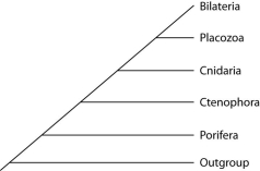 <strong>Placozoan evolutionary relationships to other animals are currently unclear, and different phylogenies can be created, depending on the character used to infer relatedness. Sponges have no tissues, but about 20 cell types. Tp (Trichoplax adhaerens) produces a neuropeptide almost identical to one found in cnidarians. The genome of Tp, though the smallest of any known animal, shares many features of complex eumetazoan (even human!) genomes. The next three questions refer to the phylogenetic trees that follow. I. II. III. Which phylogeny has been created by emphasizing genomic features of placozoans?</strong> A) I B) II C) III