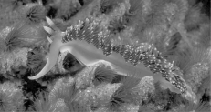 <strong>This nudibranch, a type of sea slug, has many reddish cerata on its dorsal surface, as well as two, white-tipped rhinophores located on the head. The nontaxonomic term sea slug encompasses a wide variety of marine gastropods. One feature they share as adults is the lack of a shell. We might think, therefore, that they represent defenseless morsels for predators. In fact, sea slugs have multiple defenses. Some sea slugs prey on sponges and concentrate sponge toxins in their tissues. Others feed on cnidarians, digesting everything except the nematocysts, which they then transfer to their own skins. Whereas the most brightly colored sea slugs are often highly toxic, others are nontoxic and mimic the coloration of the toxic species. Their colors are mostly derived from pigments in their prey. There are also sea slugs that use their coloration to blend into their environments. Sea slugs can obtain nematocysts by preying on sea</strong> A) anemones. B) urchins. C) daisies. D) cucumbers. E) lilies.