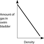 <strong>Which graph properly depicts the relationship between the amount of gas in the swim bladder and the density of the fish?</strong> A) B) C) D) E)