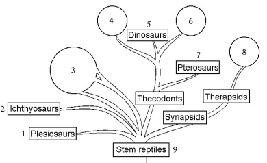 The following questions refer to the phylogenetic tree shown in Figure 34.2. Figure 34.2 -Which number represents the birds?