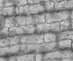 <strong> Figure 35.1 Which of the following are true statements about the cells shown in the photograph in Figure 35.1 above?</strong> A) They are parenchyma cells. B) They are photosynthetic. C) They are usually found in roots. D) They are phloem cells. E) They are parenchyma cells and photosynthetic.