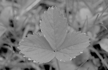 <strong>The following photo shows a strawberry leaf displaying guttation. Answer the following question regarding guttation.   What is the main cause of guttation in plants?</strong> A) root pressure B) transpiration C) pressure flow in phloem D) plant injury E) condensation of atmospheric water <div style=padding-top: 35px> 