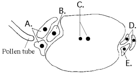 The following questions refer to the diagram of an embryo sac of an angiosperm shown in Figure 38.1. Figure 38.1 -Based on Figure 38.1, which cell(s)become(s)the triploid endosperm?