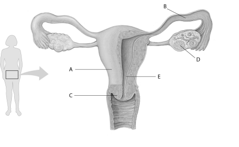 Refer to the following figure, which diagrams the reproductive anatomy of the human female, to answer the following questions. -In the above figure, which letter points to the cervix?