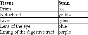 Use the following information to answer the next few questions. In a study of the development of frog embryos, researchers stained several early gastrulas with vital dyes and noted the locations of the dyes after gastrulation. The results are shown in the following table. -The mesoderm was probably stained with a