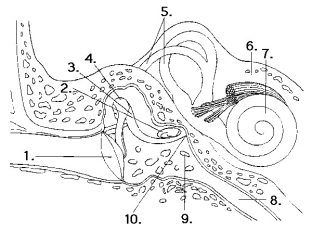 The following questions refer to this diagram of the ear. -The organ of Corti is represented by which number?
