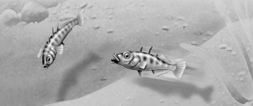 -In the territorial behavior of the stickleback fish, the red belly of one male that elicits attack from another male is functioning as