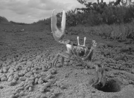 <strong> The behavior of most animals is influenced by the periods of daylight and darkness in the environment. Fiddler crabs' courtship behaviors are instead synchronized by the 29 1/2-day cycle of the moon. What is the adaptive significance of using lunar cues?</strong> A) The fiddler crab courtship ritual is highly visual so individuals need the light of the full moon to be able to observe courtship displays. B) Egg maturation in fiddler crab females takes 29 1/2 days. C) By courting at full and new moon, fiddler crabs link their reproduction to times of highest tides that disperse larvae to safer, deeper waters. D) The algae that larval fiddler crabs consume for energy and metabolism blooms on a monthly cycle, so recently hatched larvae have plenty to eat during a crucial time of their life. E) It takes about 29 days for a fiddler crab to reach sexual maturity.