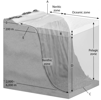 The diagram shows a generalized cross section of the marine environment with various zones labeled with letters. Choose the letter that best answers the question. Letters may be used once, more than once, or not at all. -Which zone experiences the most abiotic change over a 24-hour period?