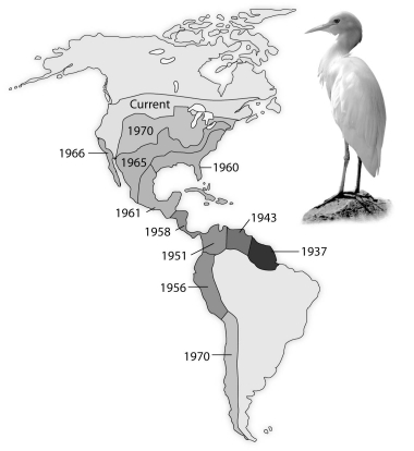 <strong>Use the following diagram from the text showing the spread of the cattle egret, Bubulcus ibis, since its arrival in the New World, to answer the following question. How would an ecologist likely explain the expansion of the cattle egret?</strong> A) The areas to which the cattle egret has expanded have no cattle egret parasites. B) Climatic factors, such as temperature and precipitation, provide a suitable habitat for cattle egrets. C) There are no predators for cattle egrets in the New World, so they continue to expand their range. D) A habitat left unoccupied by native herons and egrets met the biotic and abiotic requirements of the cattle egret transplants and their descendants. E) The first egrets to colonize South America evolved into a new species capable of competing with the native species of herons and egrets.