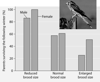 Please read the paragraph below and review Figure 53.2 to answer the following question. Researchers in the Netherlands studied the effects of parental care given in European kestrels over five years. The researchers transferred chicks among nests to produce reduced broods (three or four chicks), normal broods (five or six chicks), and enlarged broods (seven or eight chicks). They then measured the percentage of male and female parent birds that survived the following winter. (Both males and females provide care for chicks.) Figure 53.2: Brood size manipulations in the kestrel: Effects on offspring and parent survival. -Which of the following is a likely graphic outcome of a population of deer introduced to an island with an adequate herbivory and without natural predators, parasites, or disease?