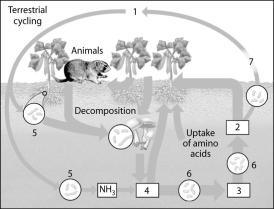 -On the diagram of the nitrogen cycle, which number represents nitrite (NO₂)?