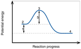 <strong>In the diagram,the number 4 corresponds to the: </strong> A) reactants. B) products. C) activation energy. D) transition state. E) net energy change.