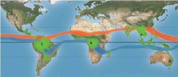 <strong>Almost two-thirds of the world's temperate rain forests are found in which area on the map below? </strong> A)A B)B C)C D)D
