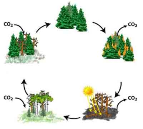 <strong>The diagram below illustrates that after disturbance of the boreal forest, the pioneer and climax species are usually </strong> A)deciduous and evergreen forest, respectively. B)evergreen and deciduous forest, respectively. C)deciduous forest and tundra, respectively. D)tundra and evergreen forest, respectively.