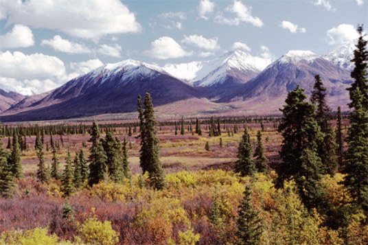 <strong>This photograph of the tundra biome was most likely taken </strong> A)near the ecotone with the boreal forest biome. B)near the ecotone with the grassland biome. C)far from the treeline. D)where the active layer is thinnest in the tundra biome.