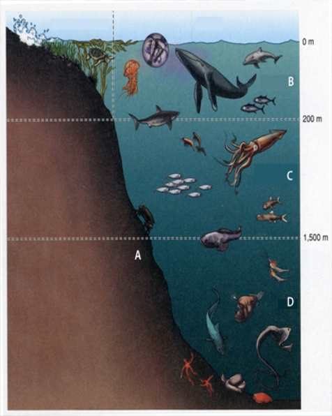<strong>In the diagram below, C is the </strong> A)hadal zone. B)mesopelagic zone. C)epipelagic zone. D)benthic zone.