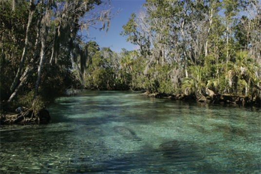 <strong>Organisms that live in estuaries like the one pictured below must be able to </strong> A)survive for part of their life in a lentic system and the other part of their life in a lotic system. B)tolerate a wide range of salinities. C)survive in both the epipelagic and hadal zones. D)derive energy when living near deep-sea thermal vents.