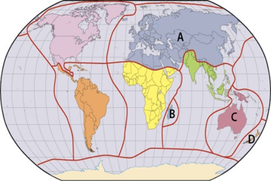 <strong>Which of the labels in the map below is where marsupials contribute to the unique fauna? </strong> A)A B)B C)C D)D