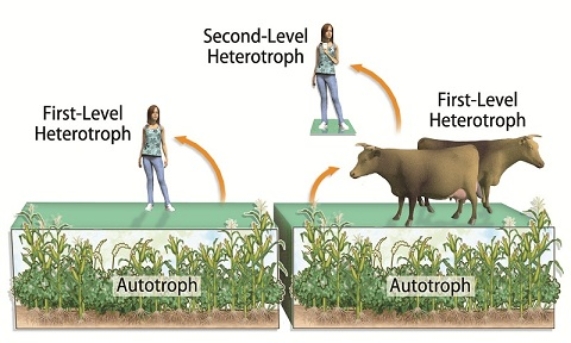 The diagram below illustrates the point that the cows are  