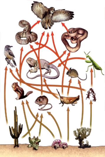 Food webs like the one shown below generally show  