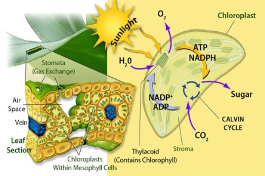 The left half of the diagram below represents the component of photosynthesis that