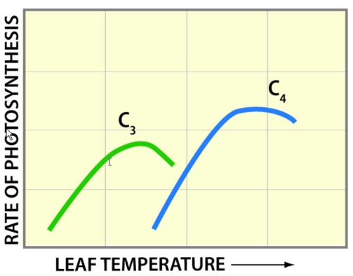 The diagram below shows that C<sub>4</sub> plants photosynthesize more efficiently than C<sub>3</sub> plants at high temperatures.This is because