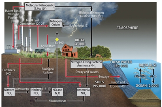 According to the diagram below, the process by which nitrogen moves from the land to the atmosphere primarily after microbes or fossil fuel combustion converts various forms of nitrogen back to N<sub>2</sub>, as at the yellow asterisk (*), is known as