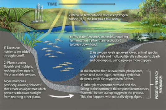 The diagram below illustrates the process of  