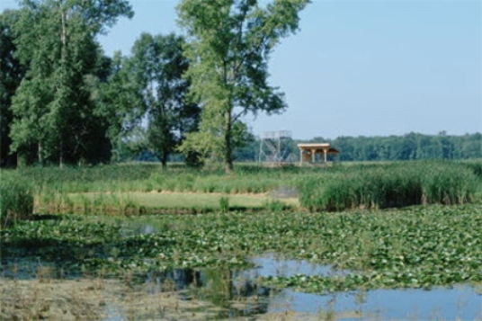 The plant shown in the photograph below is an invasive species that often clogs waterways in the southeastern United States.It is the