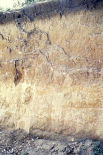 <strong>The soil shown in the photograph below has a greenish or grayish tint, which may mean that </strong> A)it has abundant aluminum and/or iron oxides. B)it contains abundant organic matter. C)it has been waterlogged at some point. D)there are salts or other minerals that have been deposited by the evaporation of water.