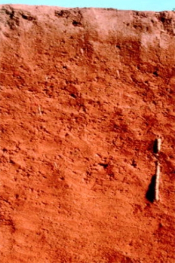<strong>The soil shown in the photograph below has a reddish tint, which may mean that </strong> A)it has abundant aluminum and/or iron oxides. B)it contains abundant organic matter. C)it has been waterlogged at some point. D)there are salts or other minerals that have been deposited by the evaporation of water.