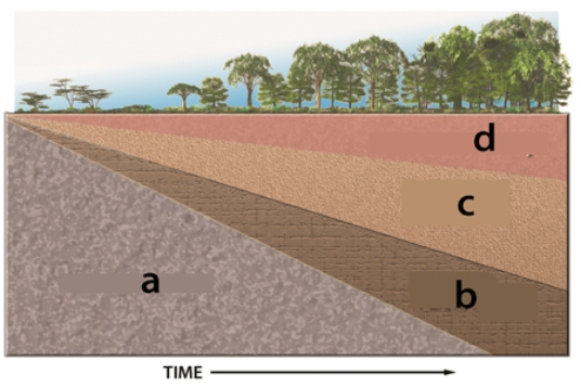 <strong>In the diagram below, regolith forms in which area? </strong> A)a B)b C)c D)d