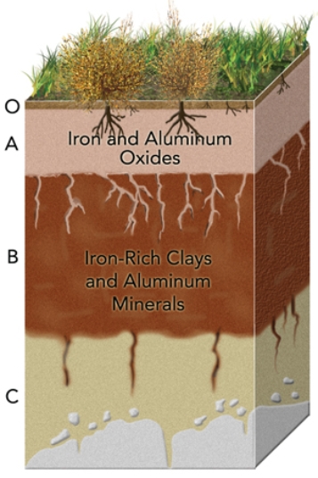 <strong>In the soil profile below, iron is present in both the top and bottom later, as labeled, but why is only the second layer a reddish color? </strong> A)The iron oxide was leached from the top layer in what was most likely a wet environment. B)The iron oxide was leached from the top layer in what was most likely an arid environment. C)When exposed to air, the iron oxide loses its reddish tint in what was most likely a wet environment. D)When exposed to air, the iron oxide loses its reddish tint in what was most likely an arid environment.
