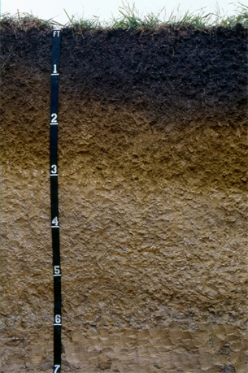 <strong>The diagram below is most likely from </strong> A)humid environment because of the abundant organic matter and evidence of oxidation. B)dry environment because of the visible lack of soil erosion. C)a waterlogged environment because there is strong evidence of anaerobic conditions. D)a temperate environment because of the well-developed horizons.