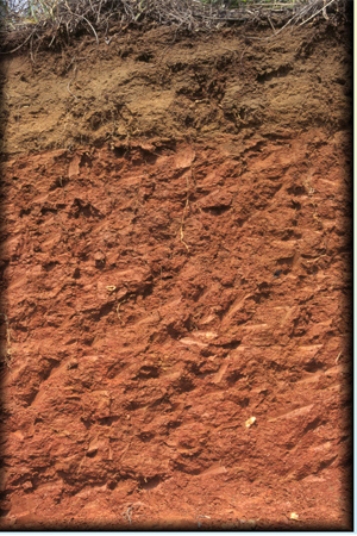 <strong>The thick __ horizon in the soil profile shown in the diagram below is one of the distinguishing features of the _______ soil type. </strong> A)B; Ultisol B)O; Ultisol C)B; Oxisol D)O; Oxisol