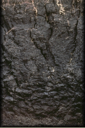 <strong>The absence of a layered structure in the soil pictured below occurs because </strong> A)leaching is so strong that it removes the distinguishing features of each layer. B)swelling as the soil absorbs water and shrinking as it dries out removes the horizonation. C)calcification has caused caliche to be left behind in all of the horizons. D)volcanic ash has penetrated very deeply beneath the surface in this soil type.