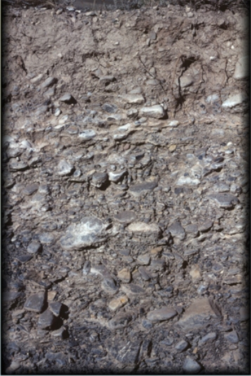 <strong>The limited horizonation in the soil type pictured below occurs because </strong> A)the subsurface is covered by permafrost. B)precipitation is limited. C)volcanic ash has penetrated very deeply beneath the surface in this soil type. D)leaf litter is so abundant that it tends to leach downward across all of the layers.
