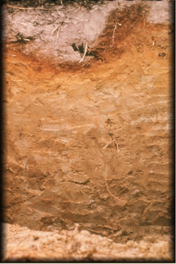 <strong>The bleached, grayish E horizon shown in the diagram here is characteristic of </strong> A)Spodosols. B)Alfisols. C)Gelisols. D)Andisols.